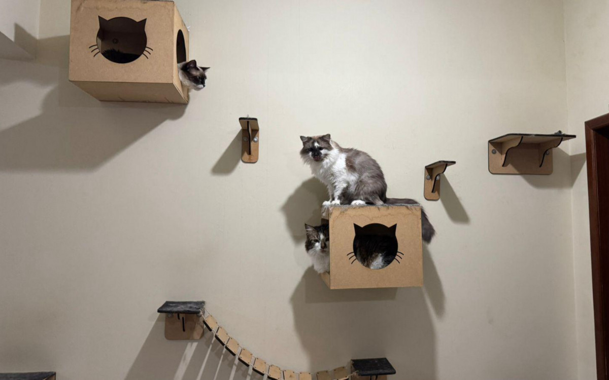 Pérola, Osvaldinho e Evaristo vivem em plena harmonia no ambiente 