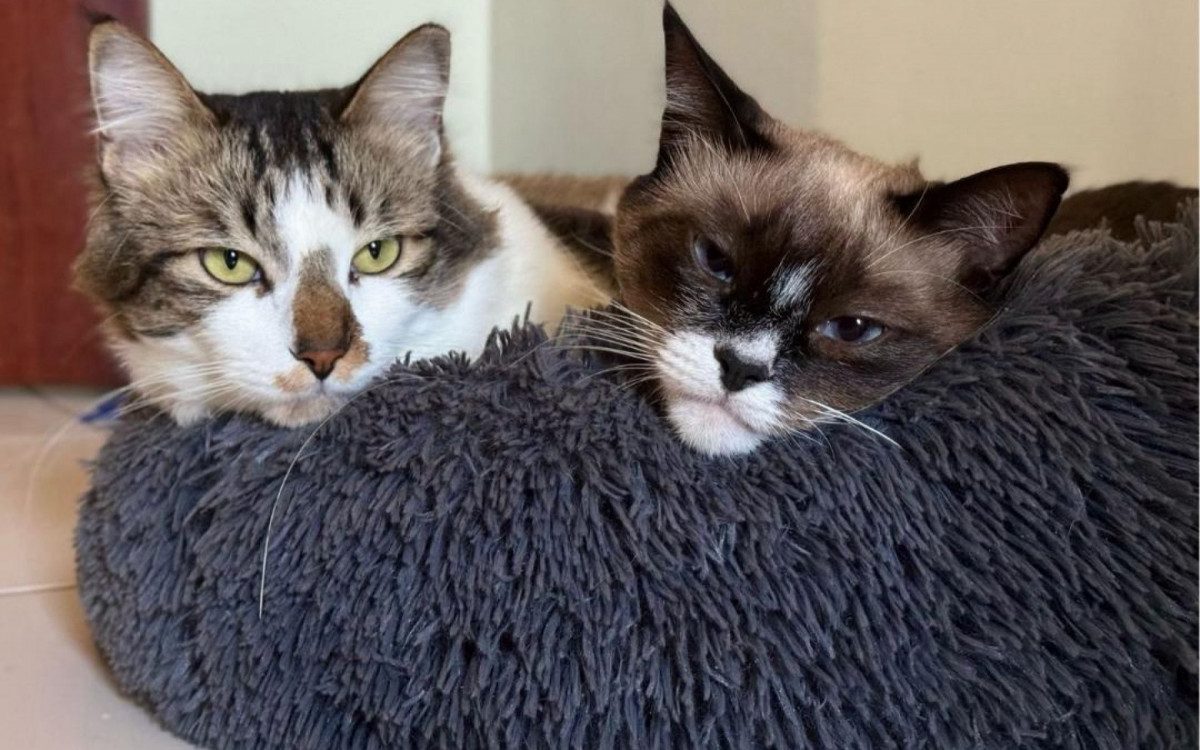 Osvaldinho e Evaristo foram adotados e se juntaram à gatinha Pérola