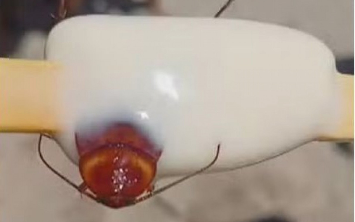 A ação foi motivada por uma denúncia nas redes sociais, onde um consumidor relatou ter encontrado uma barata em um sorvete