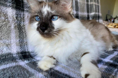 Qual a importância de ter mais de um gato?