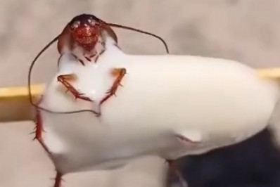 Fábrica é interditada após vídeo de picolé com barata viralizar