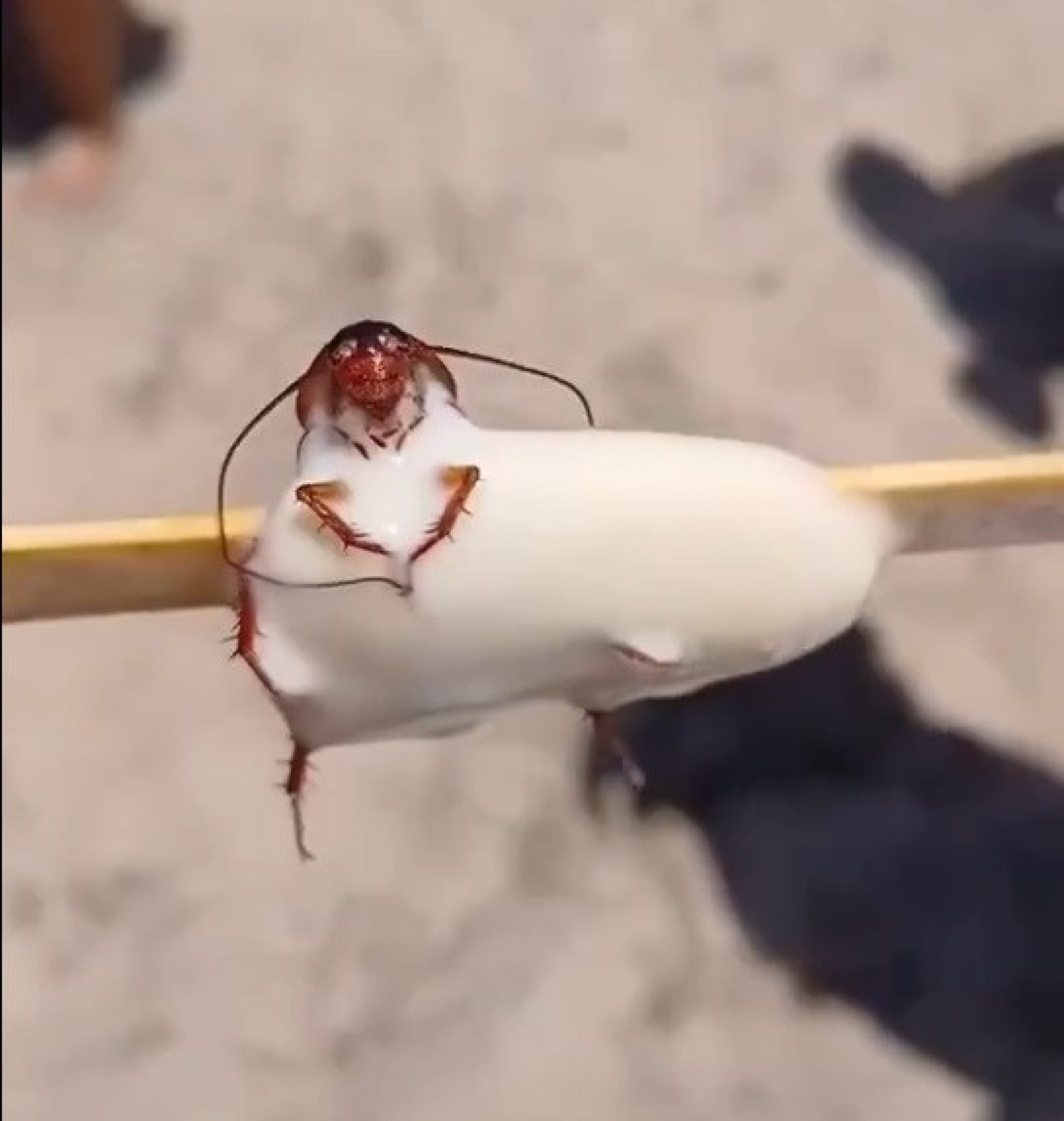 Banhista comprou picolé Ski Branco e foi surpreendida com barata presa ao doce - Reprodução/Redes Sociais