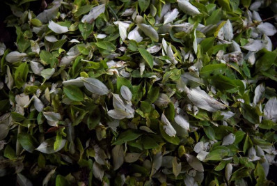 Colômbia pede à ONU que retire folha de coca da lista de substâncias proibidas