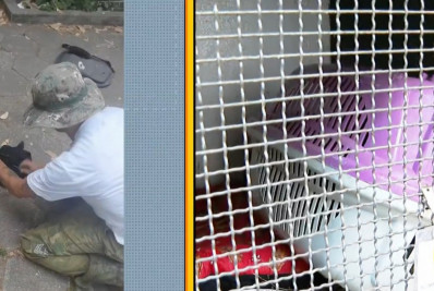 Homem é preso em flagrante e adolescente apreendido por capturarem macacos e cobras na Zona Sul