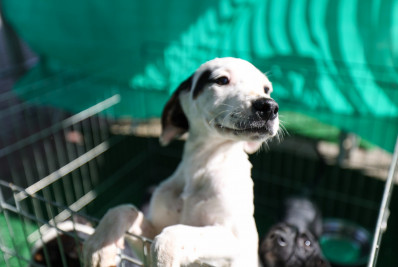 Prefeitura de Saquarema realizará mutirão de castração de cães e gatos neste sábado