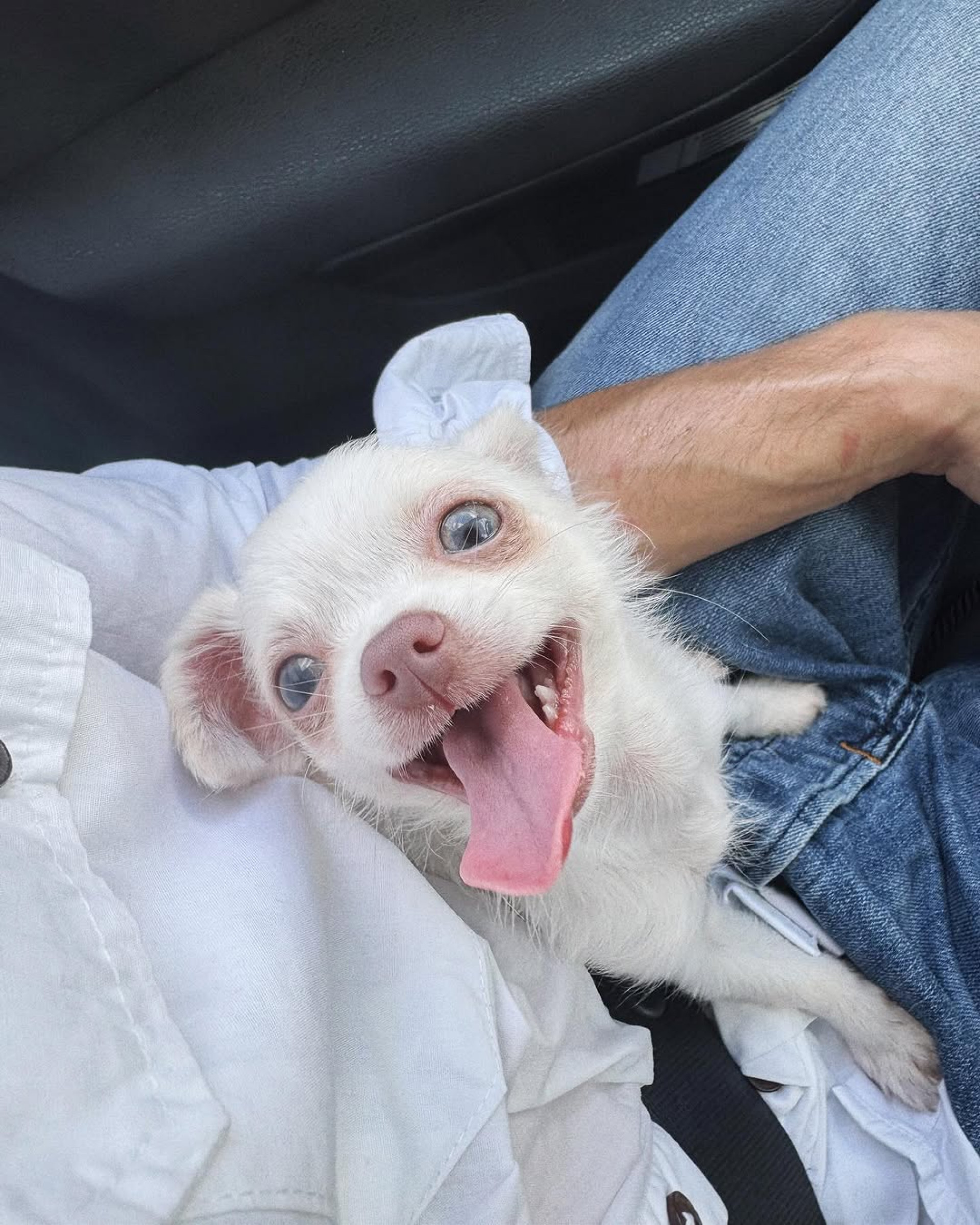 Cão da raça chihuahua que agora faz parte da família de Daniel Rocha  - Reprodução/Instagram 