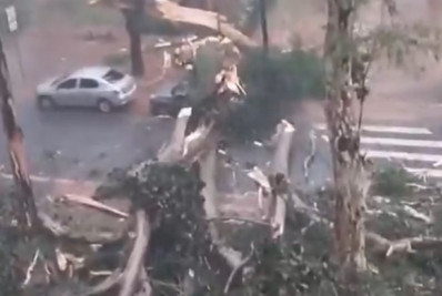 Chuva em São Paulo derruba terceira árvore mais velha da cidade