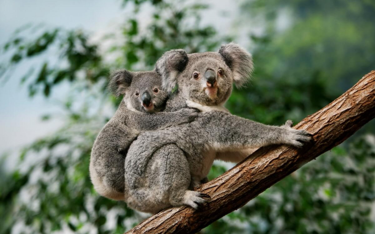 Alguns animais chamam aten&ccedil;&atilde;o por sua apar&ecirc;ncia e comportamento fofo (Imagem: slowmotiongli | Shutterstock) 