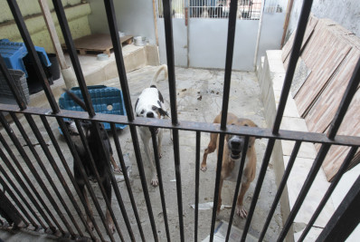 Abrigo de animais tem luz restabelecida, mas reforça pedido por doações: ‘Estamos no desespero’