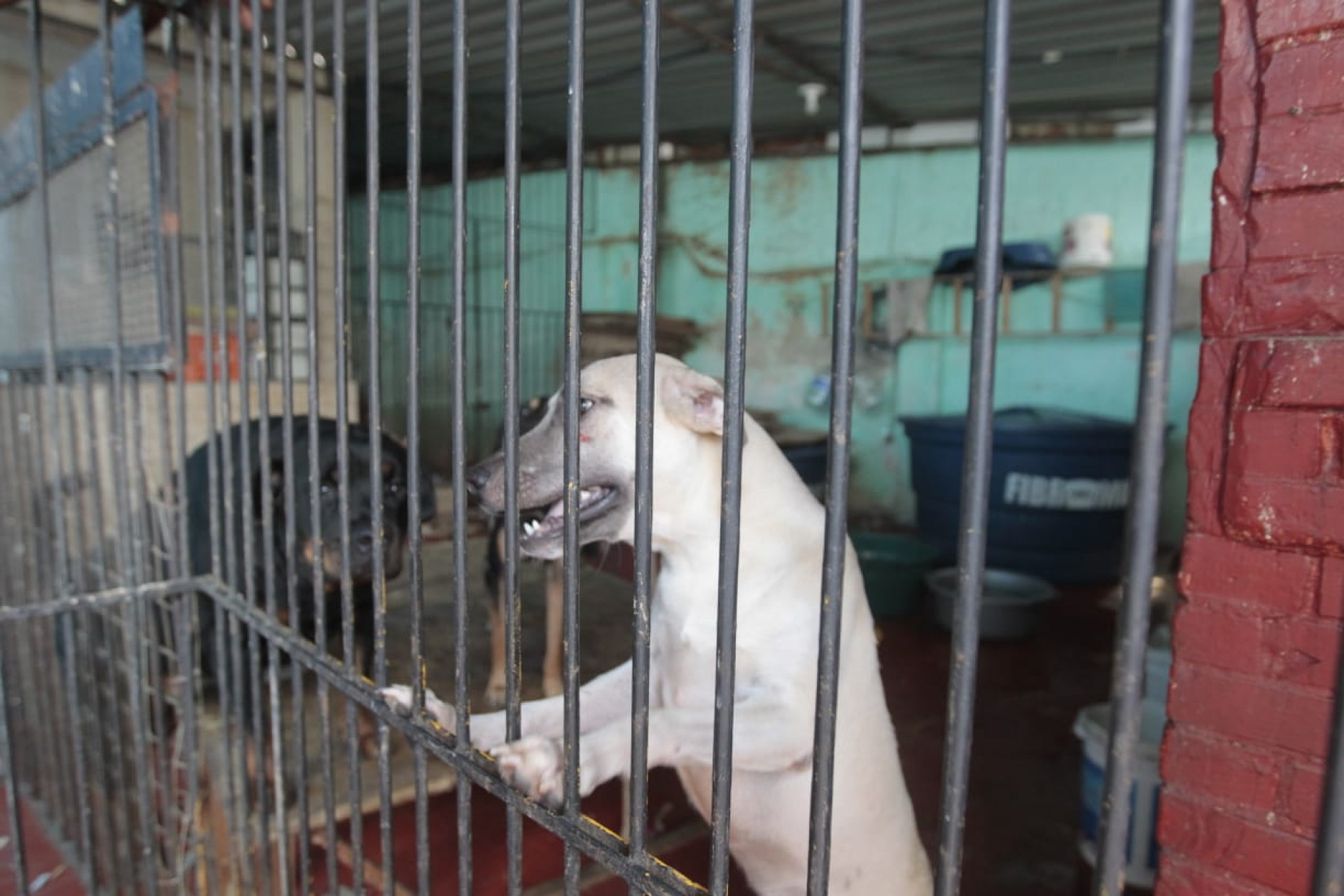 Animais estão sem medicação e o abrigo com o baixo estoque de ração - Reginaldo Pimenta / Agência O Dia