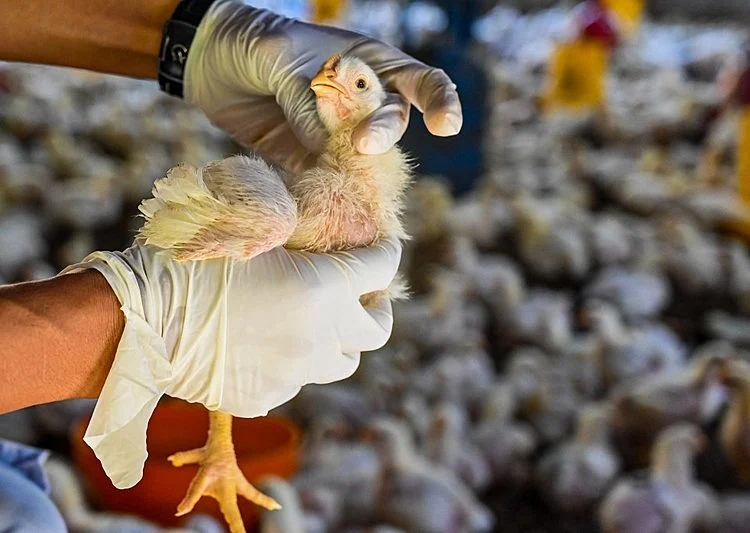 Cepa de gripe aviária, transmissível ao ser humano, reaparece em granja dos EUA