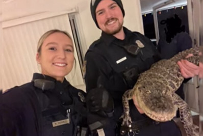 Jacaré é resgatado pela polícia após ser esquecido em quarto de hotel