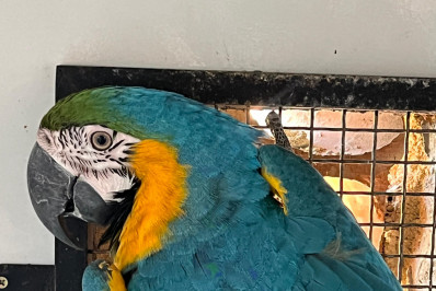 ASAS fortalece conservação da fauna e resgata 159 animais em fevereiro