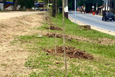 Miguel Pereira intensifica arborização urbana na RJ-125