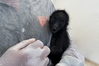 Macaca de espécie em extinção nasce no BioParque, e visitantes já podem conhecê-la
