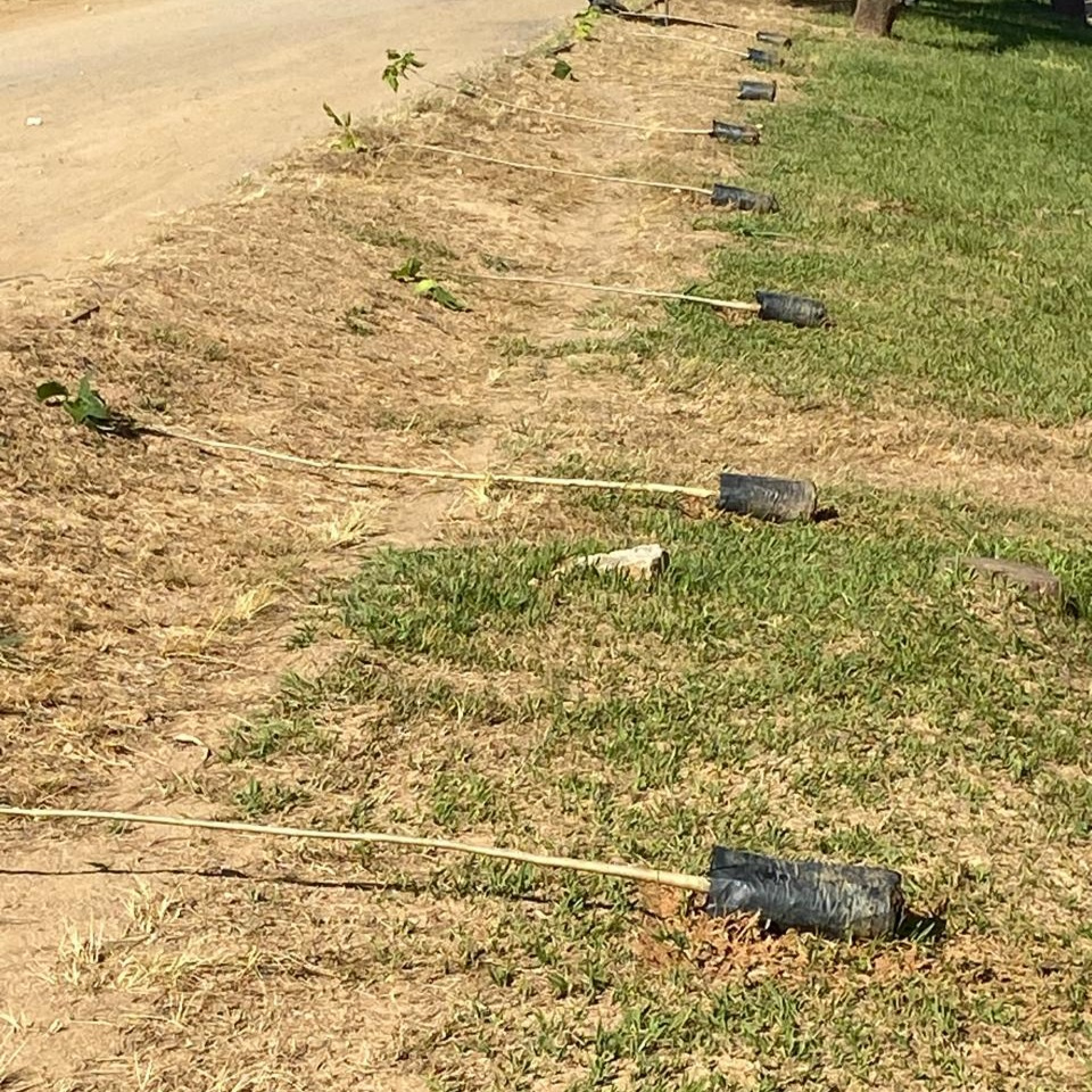Árvores plantadas são espécies nativas da Mata Atlântica