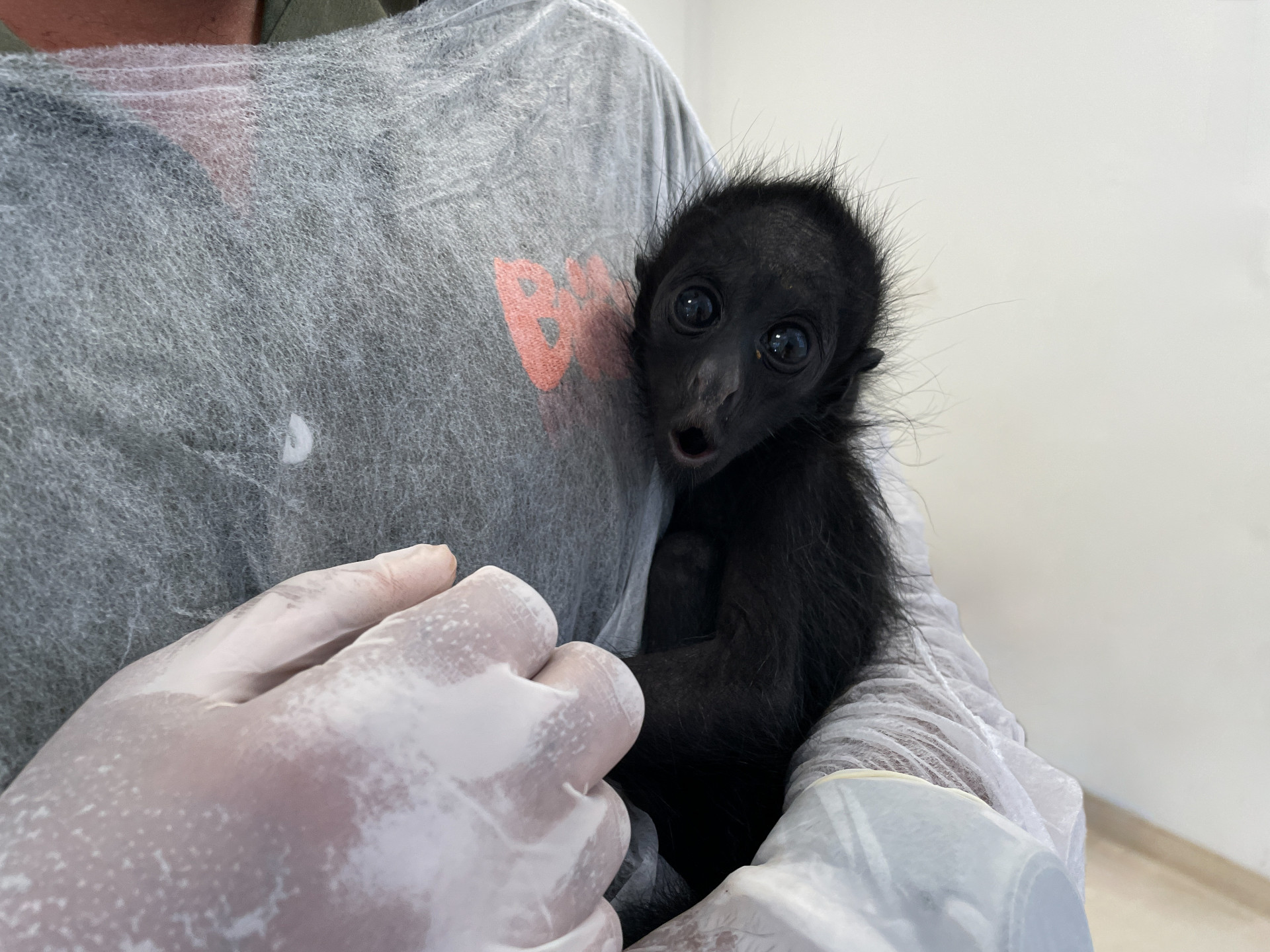 Nascimento de um filhote fêmea de macaco-aranha-da-cara-preta (Ateles chamek) no BioParque Rio - Divulgação / BioParque / Grupo Cataratas