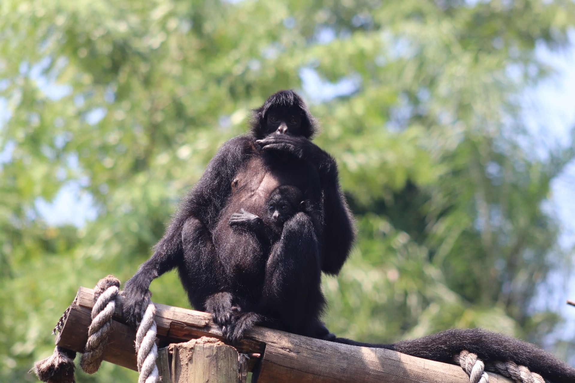 Pequena primata veio ao mundo por meio de um parto natural  - Divulgação / BioParque / Grupo Cataratas 