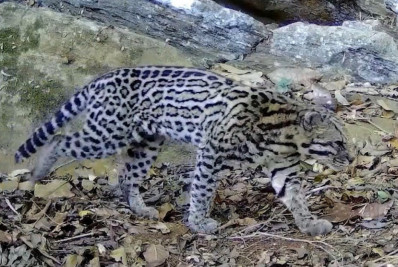 Vídeo: Em registro raro, cinco felinos são flagrados no Parque Estadual dos Três Picos