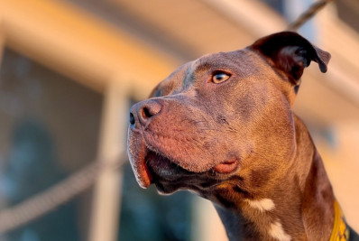 Dois irmãos são atacados por pitbulls; tutor dos animais é preso