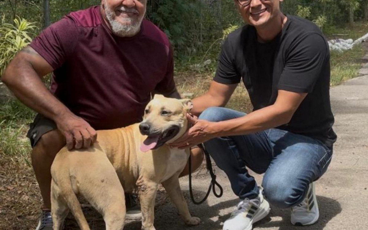 Josi, uma pitbull de dois anos, conquistou o coração de seu novo tutor