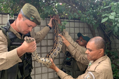 Guardas municipais resgatam duas jiboias no Recreio dos Bandeirantes