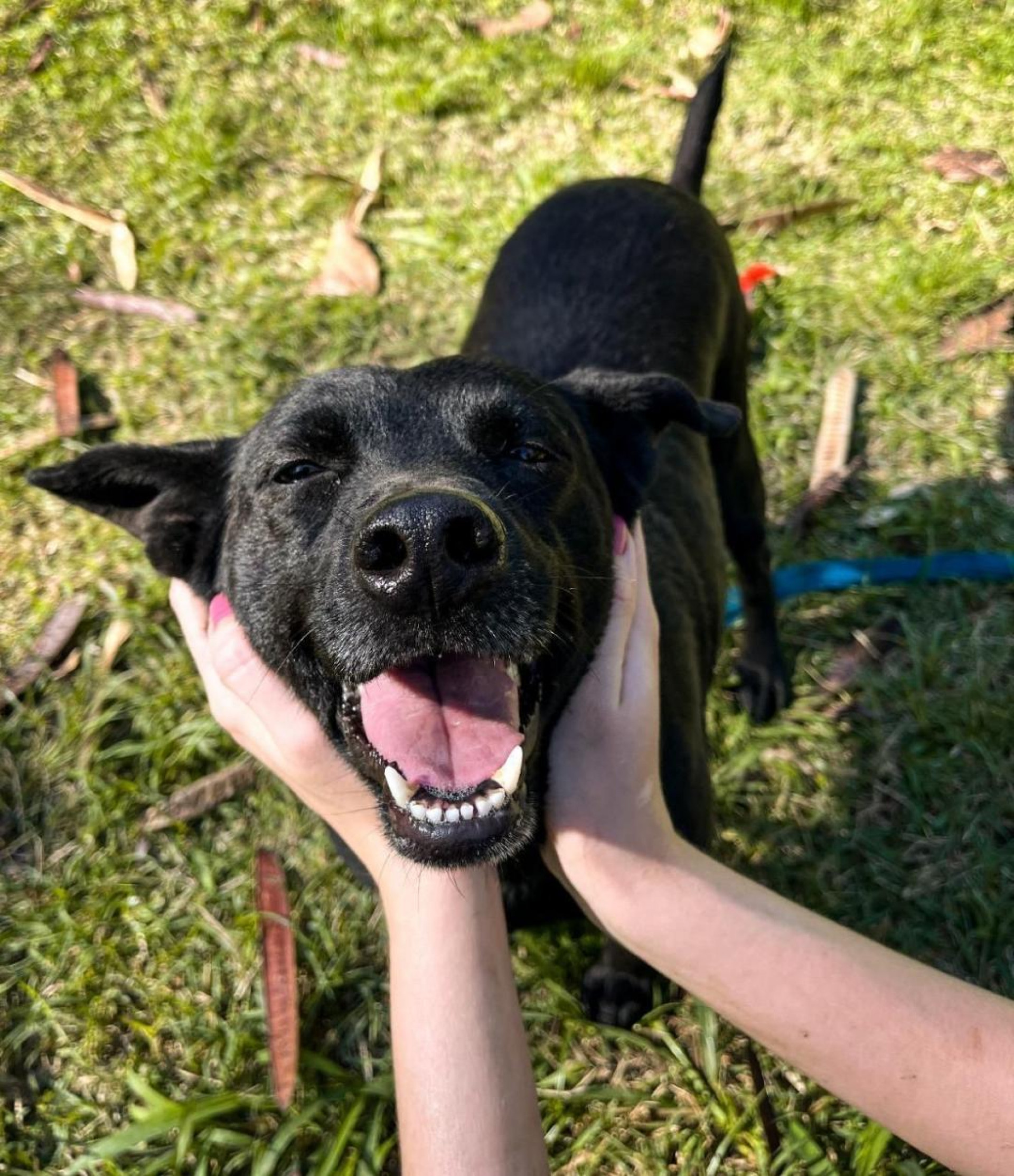 Angra também aguarda um lar