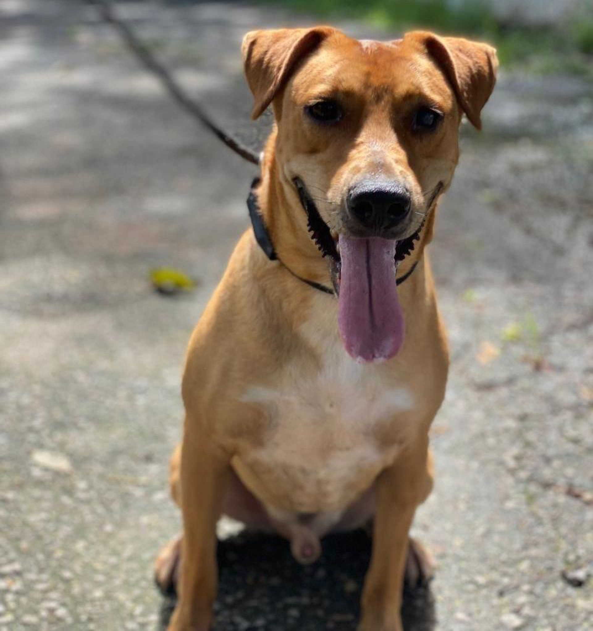 Caramelo foi resgatado há 4 anos