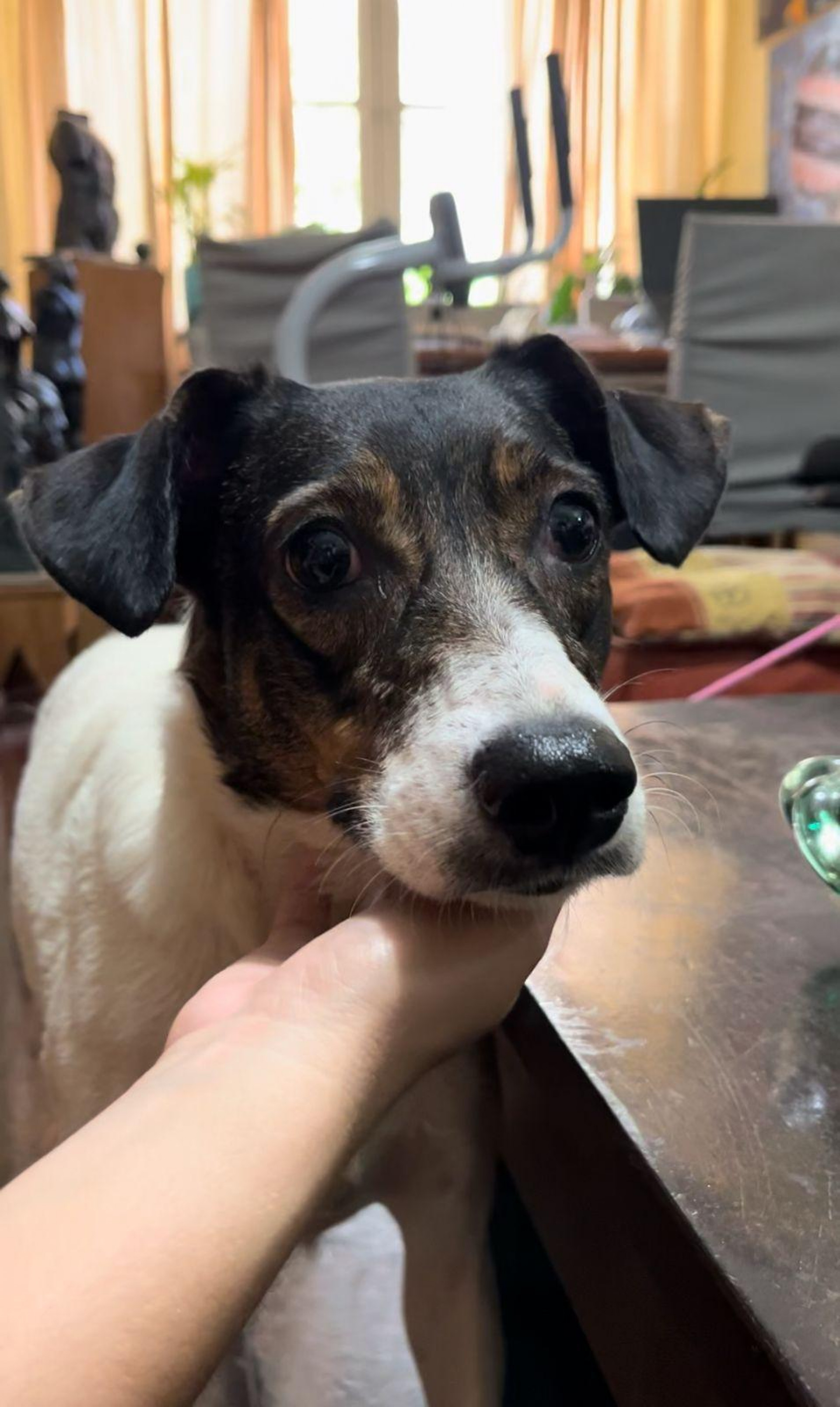 Caipifruta foi adotada e rebatizada com o nome de Zoé Verneck