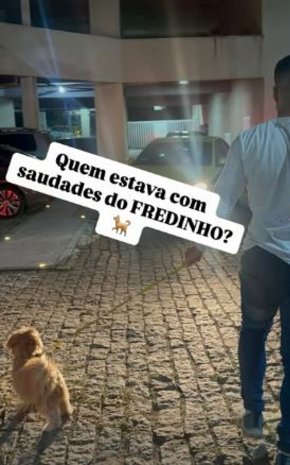 Gabriel Monteiro passeando com cachorro após deixar presídio - Reprodução