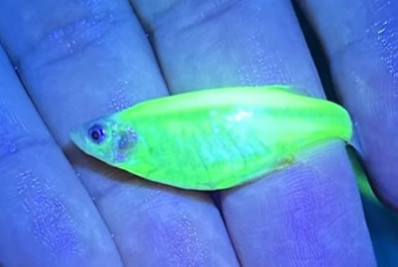 Peixes que brilham sob luz ultravioleta: Ibama apreende animais geneticamente modificados
