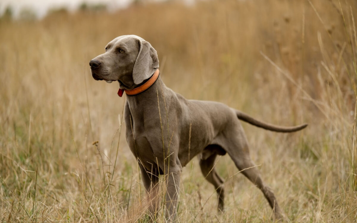A ra&ccedil;a weimaraner&nbsp;tem caracter&iacute;sticas f&iacute;sicas e temperamentais &uacute;nicas (Imagem: Sushitsky Sergey | Shutterstock)
