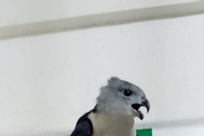 Coordenadoria de Meio Ambiente da Guarda de Niterói resgata gavião raro