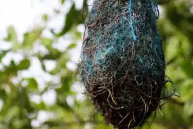 Poluição: no Brasil, aves estão fazendo ninhos com resíduos plásticos