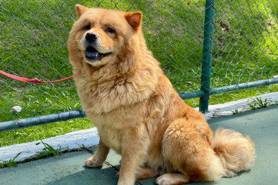 Prefeitura de Petrópolis dá início ao mutirão de castrações de cães e gatos do município