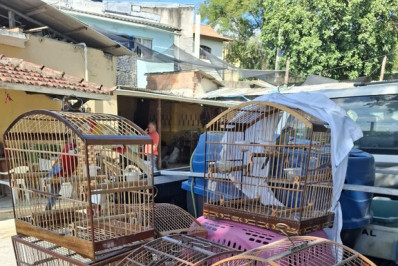PF apreende aves silvestres mantidas ilegalmente em cativeiro