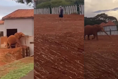 Homem invade recinto de elefante no Zoológico de Brasília