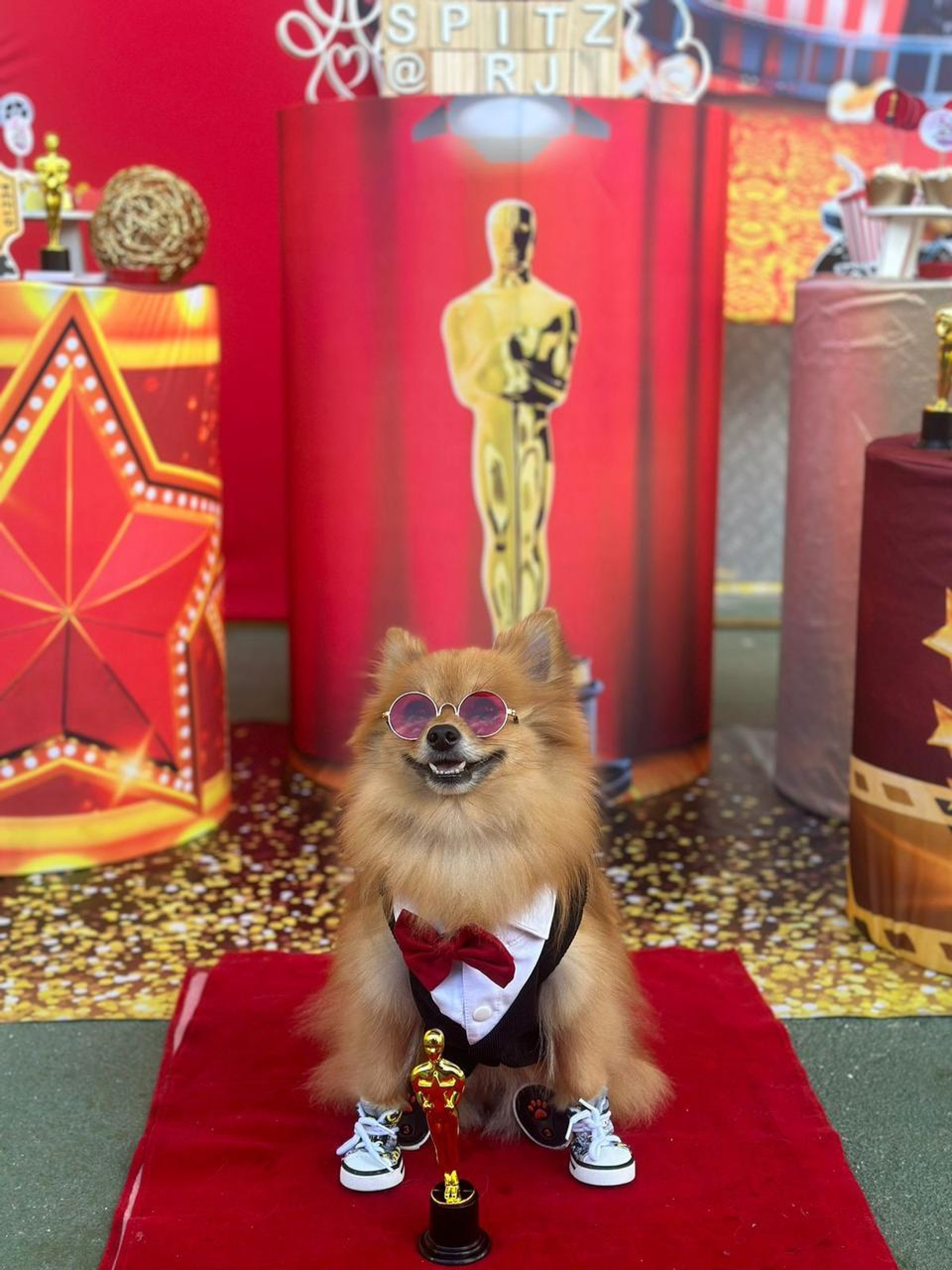 O simpático cãozinho Dogue ganhou o Oscar no Spitz Celebration 2023
