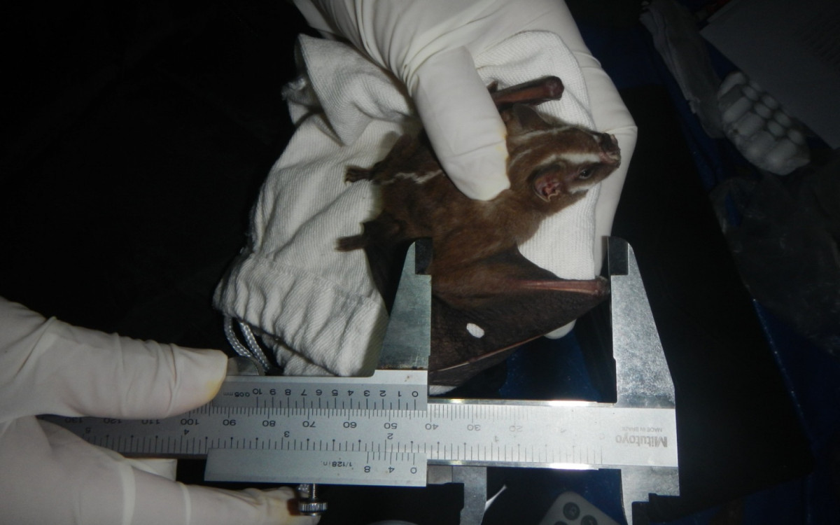 Morcegos capturados para pesquisa da UERJ