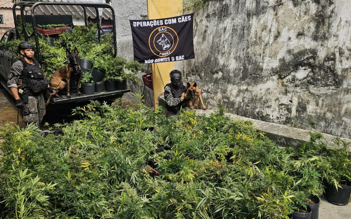 Cães da raça pastor belga de Malinois do Batalhão de Ações com Cães auxiliaran na operação