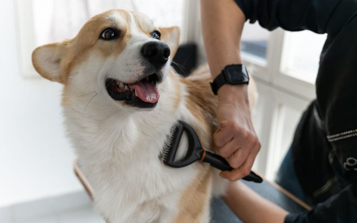 A queda de pelos em pets &eacute; normal, mas em excesso pode indicar problemas de sa&uacute;de (Imagem: Ell_lial6 | Shutterstock) 