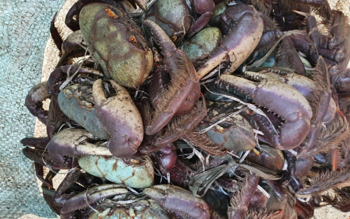 Agentes apreenderam 170 carangueijos por estarem abaixo do tamanho permitido para comercialização