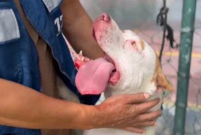 Pitbull abandonada é apreendida após atacar outros animais em comunidade de Bangu