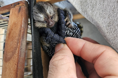 Ibama apreende animais silvestres e prende três por receptação na Feira de Caxias