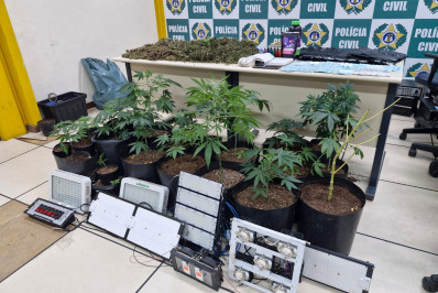 Agentes da 143ª DP descobrem jardim secreto de maconha