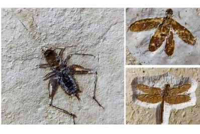 Brasil recupera 25 fósseis de insetos que seriam vendidos no exterior