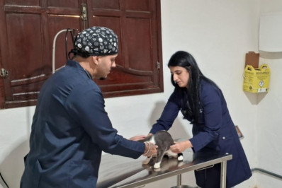 Cecop castra 50% de animais machos cadastrados, desde setembro de 2023