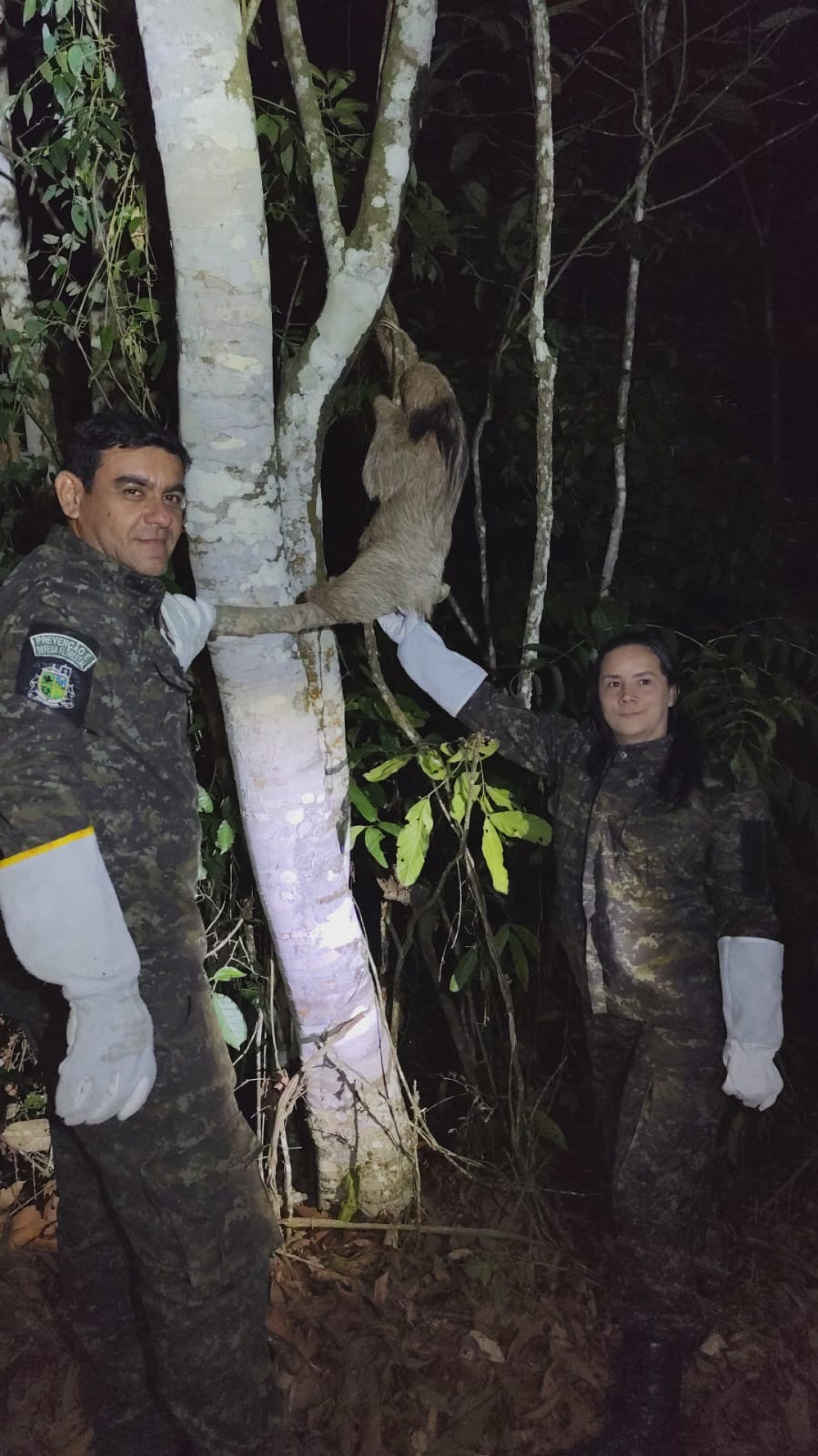 Guarda Ambiental de Saquarema resgata preguiça-de-coleira de extinção em Vilatur - Divulgação/Prefeitura de Saquarema