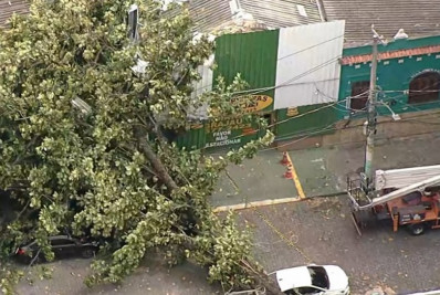 Árvore de grande porte cai e atinge dois carros em Vila Isabel 