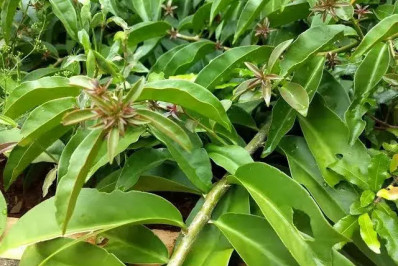 Anvisa proíbe venda de suplementos alimentares contendo ora-pro-nóbis; entenda